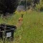 Carabinieri forestali, Polizia provinciale e Vigili del fuoco insieme per salvare un capriolo disorientato nel centro di Voghera