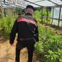Maxi operazione antidroga dei Carabinieri di Belgioioso. Due arresti, 17 indagati ed un’ingente quantità di sostanza stupefacente sequestrata Maxi operazione antidroga dei Carabinieri di Belgioioso. Due arresti, 17 indagati ed un’ingente quantità di sostanza stupefacente sequestrata