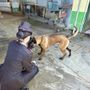 Vigevano, i carabinieri salvano un cane in stato di abbandono e denunciano il proprietario anche per detenzione di stupefacenti ai fini di spaccio