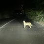 Recuperato a Garbagnate Milanese un esemplare di gattopardo africano