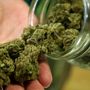 Oltrepò: sorpreso a coltivare 19 piante di marijuana, arrestato un 39enne