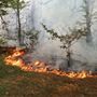 Nove incendi in dieci giorni nel Parco del Ticino Nove incendi in dieci giorni nel Parco del Ticino