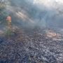 Boffalora, ancora fiamme alla Gambarina: tre roghi distinti, l’ombra del dolo nel Parco del Ticino Boffalora, ancora fiamme alla Gambarina: tre roghi distinti, l’ombra del dolo nel Parco del Ticino