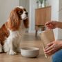 Cuore del cane: alimentazione, peso e movimento da gestire con attenzione Cuore del cane: alimentazione, peso e movimento da gestire con attenzione