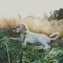 Sette cani di caccia morti soffocati durante il viaggio dalla Lombardia alla Lapponia Sette cani di caccia morti soffocati durante il viaggio dalla Lombardia alla Lapponia