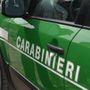In casa ha due serval, felini vietati confiscati nel Bresciano e trasferiti a Novara In casa ha due serval, felini vietati confiscati nel Bresciano e trasferiti a Novara