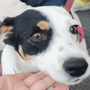 Milano, cane utilizzato per l’accattonaggio: sequestro e possibile confisca con la nuova legge regionale Milano, cane utilizzato per l’accattonaggio: sequestro e possibile confisca con la nuova legge regionale