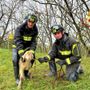 Lomello, i Vigili del fuoco recuperano un agnello caduto nella scarpata
