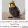 “Calopsita smarrita. Aiutateci a ritrovare Leo!”. Prevista anche una ricompensa