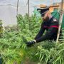 Oltrepò: trovato in casa con 8 piante di marijuana, denunciato un 32enne