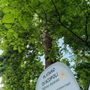 Sabato 24 maggio all’Orto botanico di Pavia  “Biodiversità da scoprire, conoscere, diffondere”