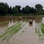 Maltempo: forti piogge nel Varesotto, esondato il fiume Olona
