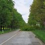 Maltempo: crolla un albero e blocca la strada che da Inveruno porta a Cuggiono