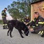 Sommo, i Vigili del fuoco salvano un cane di grossa taglia sulle rive del Po. Si cerca il proprietario