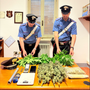 Candia, scoperta serra di marijuana in casa, denunciato un 51enne