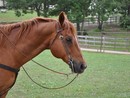 Buccinasco, 23enne disarcionata da cavallo