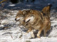 Ventuno branchi di lupi in Lombardia Ventuno branchi di lupi in Lombardia