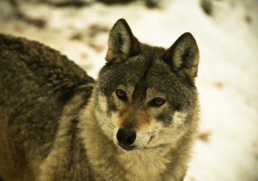 Leal: "Un grave presagio per il futuro il lupo ucciso dai bracconieri nel Pavese" Leal: "Un grave presagio per il futuro il lupo ucciso dai bracconieri nel Pavese"