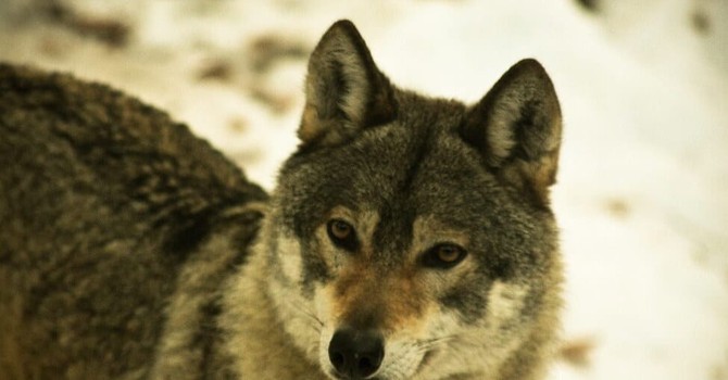 Leal: "Un grave presagio per il futuro il lupo ucciso dai bracconieri nel Pavese"