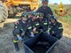 Bressana, I Vigili del fuoco salvano un esemplare di volpe bloccata dentro a una vasca di liquami