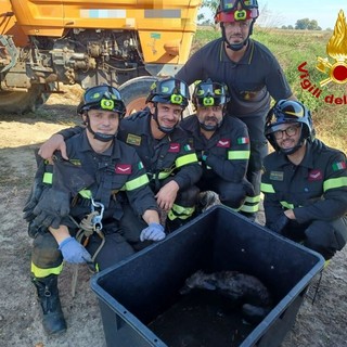 Bressana, I Vigili del fuoco salvano un esemplare di volpe bloccata dentro a una vasca di liquami Bressana, I Vigili del fuoco salvano un esemplare di volpe bloccata dentro a una vasca di liquami
