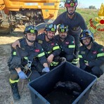 Bressana, I Vigili del fuoco salvano un esemplare di volpe bloccata dentro a una vasca di liquami