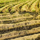 Riso italiano a rischio: Coldiretti Pavia chiede protezione dall'invasione asiatica