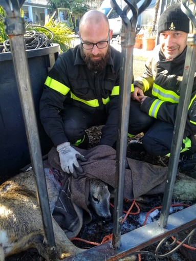 Novi Ligure: capriolo incastrato nella recinzione, lo salvano i vigili del fuoco
