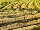 Riso italiano a rischio: Coldiretti Pavia chiede protezione dall'invasione asiatica Riso italiano a rischio: Coldiretti Pavia chiede protezione dall'invasione asiatica