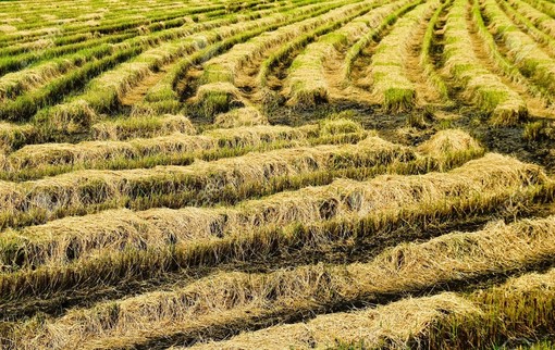 Riso italiano a rischio: Coldiretti Pavia chiede protezione dall'invasione asiatica
