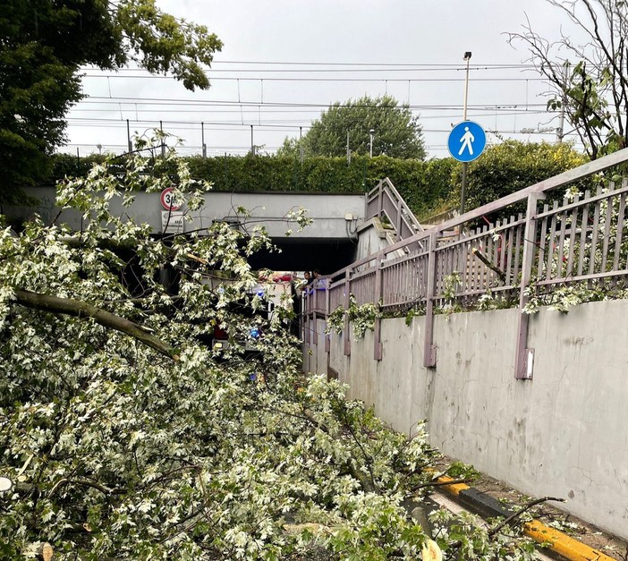Magenta, il temporale abbatte un albero: bloccato il sottopasso ferroviario di via Espinasse per un’ora Magenta, il temporale abbatte un albero: bloccato il sottopasso ferroviario di via Espinasse per un’ora