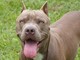 Borgo Vercelli, educatrice cinofila aggredita da pitbull Borgo Vercelli, educatrice cinofila aggredita da pitbull