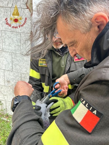 Vidigulfo, piccione intrappolato in un filo da pesca: i Vigili del fuoco intervengono e lo liberano