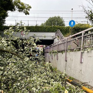 Magenta, il temporale abbatte un albero: bloccato il sottopasso ferroviario di via Espinasse per un’ora