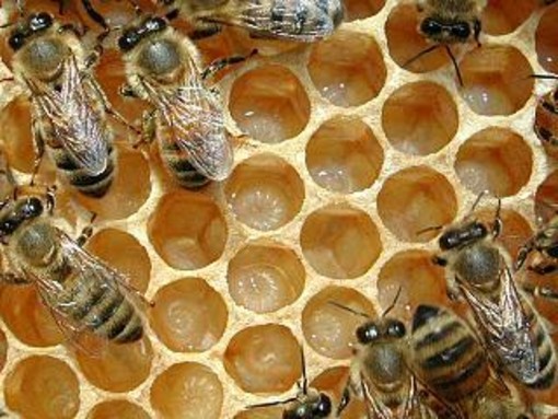 Clima, torna il freddo: allerta nei campi  per api e piante da frutto