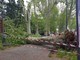 Alessandria: maltempo, cade albero ai giardini della stazione