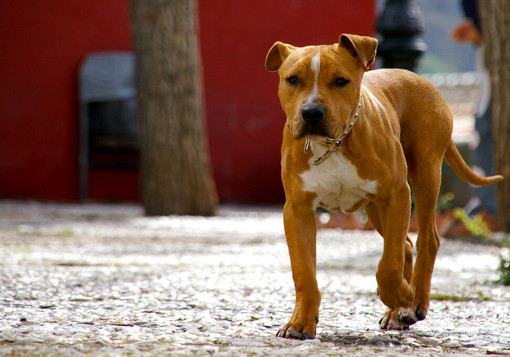 Anziana uccisa da un pitbull a Corana: indagine per omicidio colposo