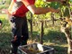 Con la Fase 2 attesi 150.000 braccianti agricoli Con la Fase 2 attesi 150.000 braccianti agricoli