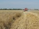 Grano, allarme su scorte e rialzo prezzi in Europa Grano, allarme su scorte e rialzo prezzi in Europa