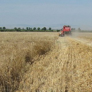 Grano, allarme su scorte e rialzo prezzi in Europa