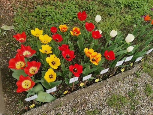 Pavia, all'Orto Botanico è "Festa di primavera" con le bulbose in fiore