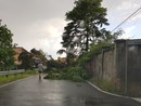 Maltempo sulla Bassa Lomellina, alberi caduti sulle strade, interrotta la Torre Beretti-Castellaro