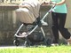 Nuovo bonus baby sitter, domande da Giugno Nuovo bonus baby sitter, domande da Giugno