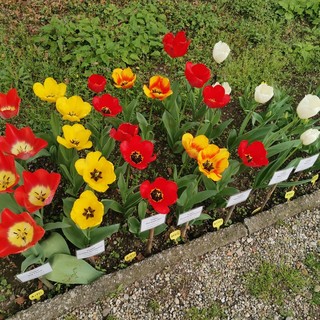 Pavia, all'Orto Botanico è "Festa di primavera" con le bulbose in fiore
