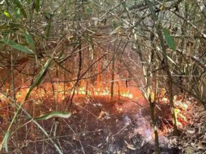 Boffalora: il pronto intervento dei volontari del Parco ha evitato danni ben più gravi