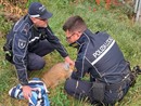 Gambolò: capriolo cade in un canale salvato dalla Polizia locale