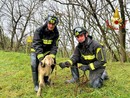Lomello, i Vigili del fuoco recuperano un agnello caduto nella scarpata