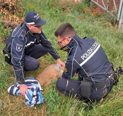Gambolò: capriolo cade in un canale salvato dalla Polizia locale