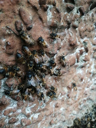 Distrutto uno sciame da migliaia di api a Pavia