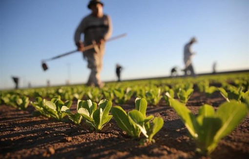 Lombardia: un sostegno concreto per le aziende agricole delle aree svantaggiate. In arrivo 17,7 milioni di euro Lombardia: un sostegno concreto per le aziende agricole delle aree svantaggiate. In arrivo 17,7 milioni di euro